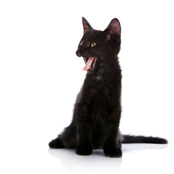 Yawning black kitten. Black small kitten. Kitten on a white background. Small predator.