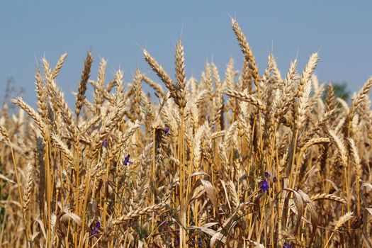 golden wheat close up summer season