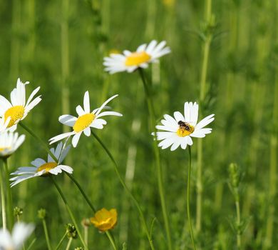 meadow with white wild flowers and bee