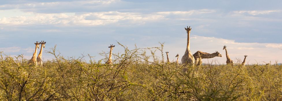 Group of giraffes in Etosha national park, Namibia, Africa