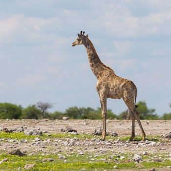 Giraffe in Etosha national park, Namibia, Africa