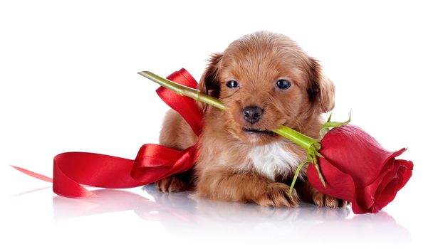 Puppy with a red bow and a rose. Puppy of a decorative doggie. Decorative dog. Puppy of the Petersburg orchid on a white background