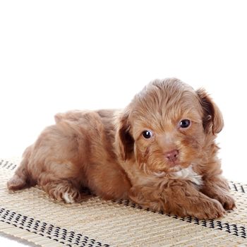 Puppy on a rug.  Puppy of a decorative doggie. Decorative dog. Puppy of the Petersburg orchid on a white background