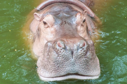 Hippopotamus in water showing on the zoo