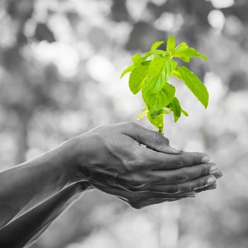 Close-up of hands holding young plant against blurred trees