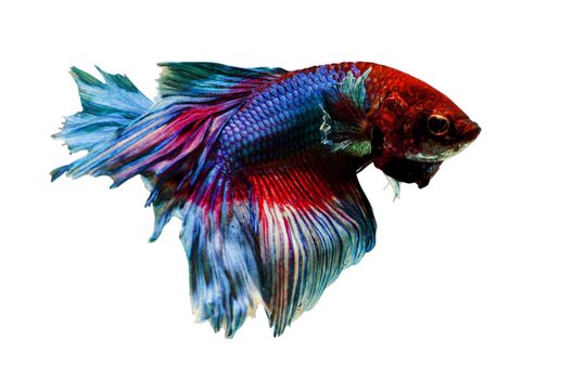 Siamese Fighting Fish isolated , betta on white  background:  Clipping path included