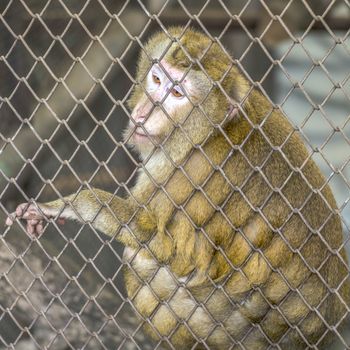 sad yellow monkey in cage in Thailand zoo