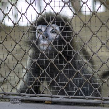 sad crying monkey in cage in Thailand zoo
