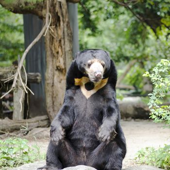 Malayan sun bear In bangkok Thailand zoo