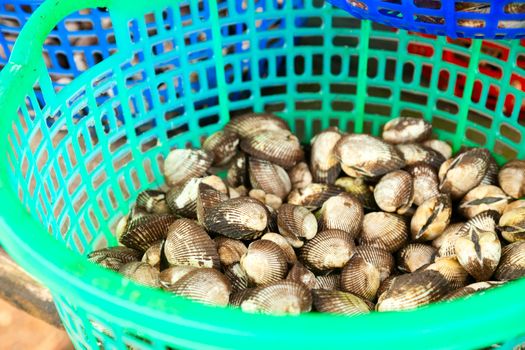 Freshly harvested clams at a market in Vietnam
