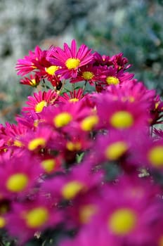 Purple flowers with shallow depth of field