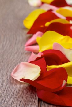 Arrangement of Fragile Red, Pink and Yellow Rose Petals In a Row closeup on Wooden background