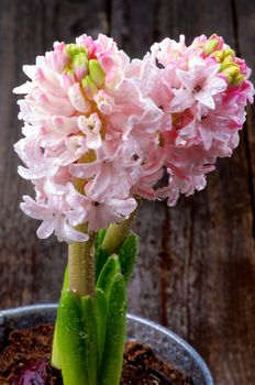 Beauty Pink Hyacinths in Tin Bucket with Water Droplets closeup on Rustic Wooden background
