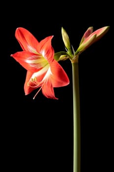 Red amarilis flower