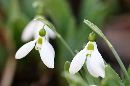 snowdrops close up spring season