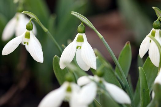 snowdrops close up nature background