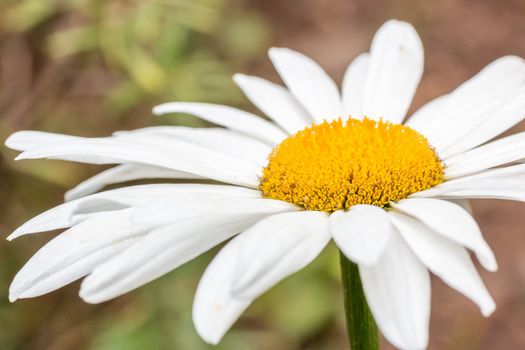 A beautiful yellow daisy on a bright sunny day