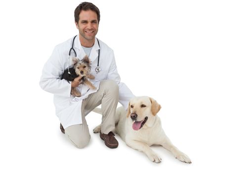 Handsome vet posing with yorkshire terrier and yellow labrador on white background