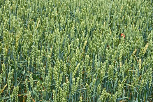 Green ears of wheat on the field in ripening period in early summer