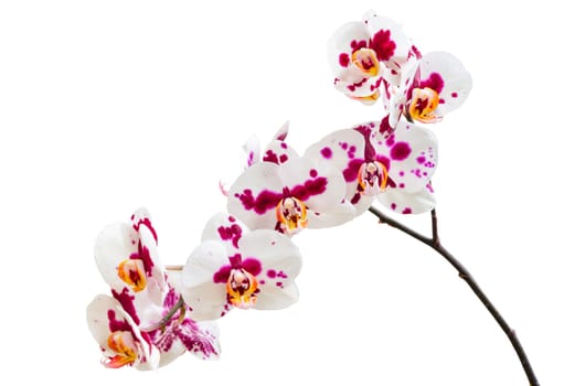 Orchid flowers with purple white spotted petals isolate