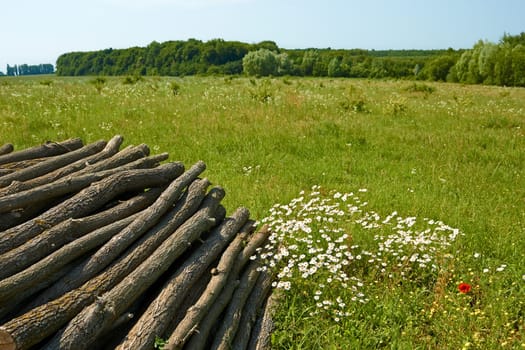 Pile of wooden logs stacked on the meadow among the motley grass near the forest in summer