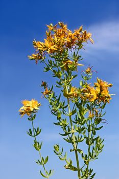 Flowering plant of Hypericum perforatum or St John's wort against the blue sky in the sunlight