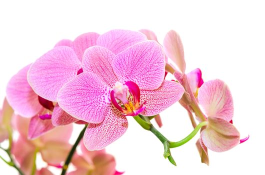 Sunlight spring orchid flower bright spotted isolated on white