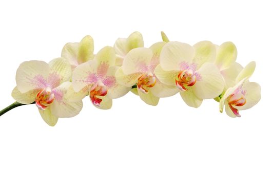 Fragile soft tint flower of orchid isolated on white