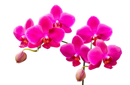 Vibrant colored lilac flowers of orchids isolated on white