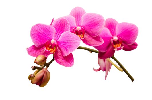 Isolated on white single branch of purple orchid flower with buds