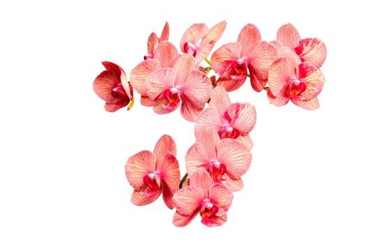 Big bunch of pink tint orchid delicate flowers isolate