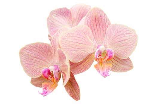 Romantic pink bunch of spring orchid flowers isolated on white