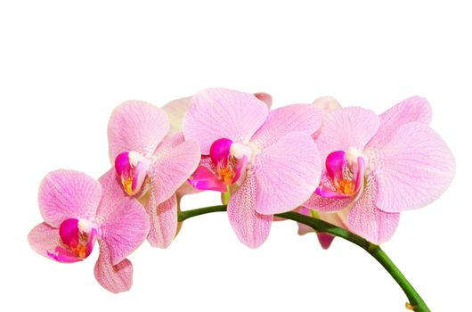 Romantic purity branch of spring pink spotted orchids isolated on white