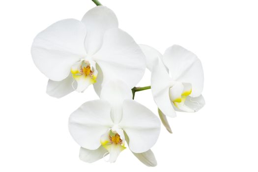 Close-up branch with three delicate white orchids flowers isolated