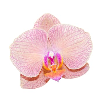 Close-up pink lilac orchid flower isolated on white