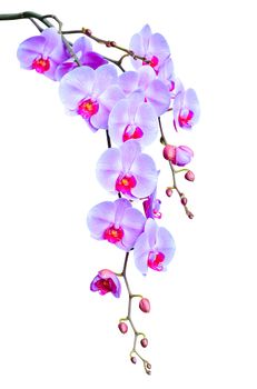 Big elegant branch of lilac orchid flowers with buds isolated on white
