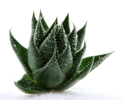 Aloe vera plant isolated on white