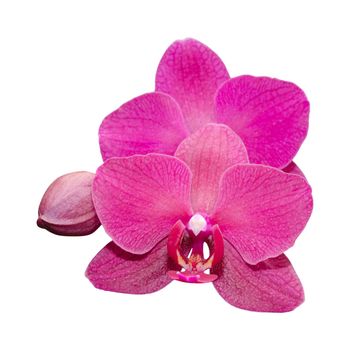 Purple orchid flower with bud isolated on white