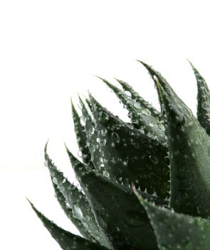 Aloe vera plant isolated on white