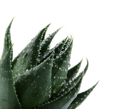 Aloe vera plant isolated on white
