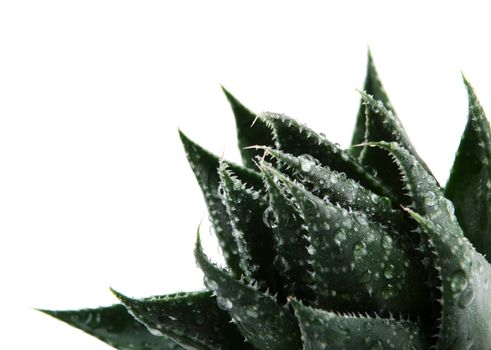 Aloe vera plant isolated on white