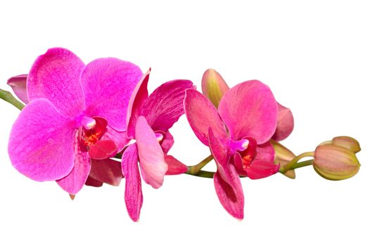 Branch of romantic beautiful violet orchids flower isolate