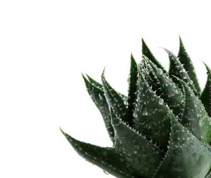 Aloe vera plant isolated on white