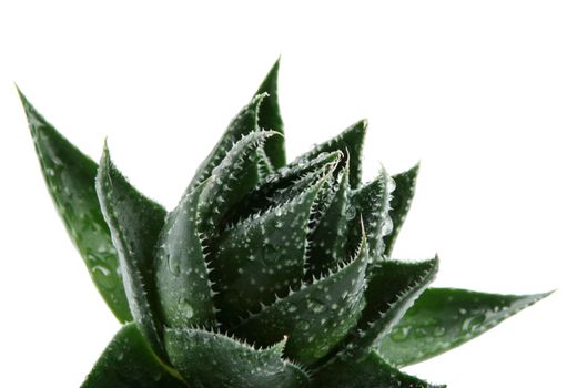 Aloe vera plant isolated on white