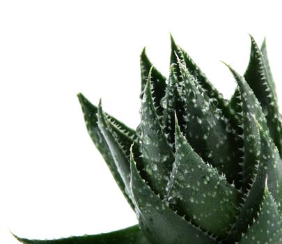 Aloe vera plant isolated on white