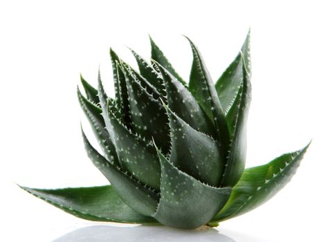 Aloe vera plant isolated on white