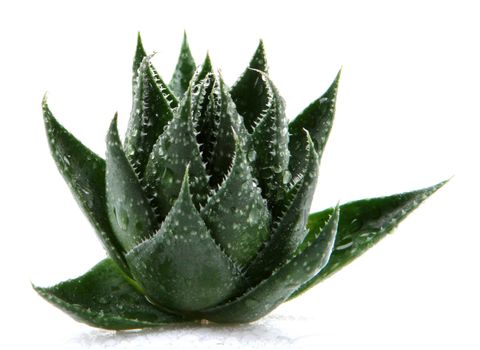 Aloe vera plant isolated on white
