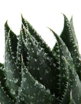 Aloe vera plant isolated on white