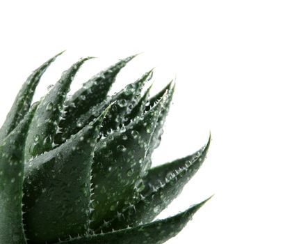 Aloe vera plant isolated on white