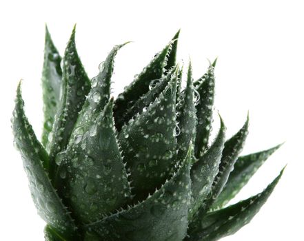 Aloe vera plant isolated on white